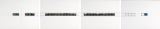lessio-123-1977-192x36-quatro elementi-3492 a 95